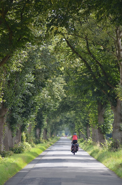 Sommerlinden bei Groß Ippener sind Allee des Monats Juni 2019