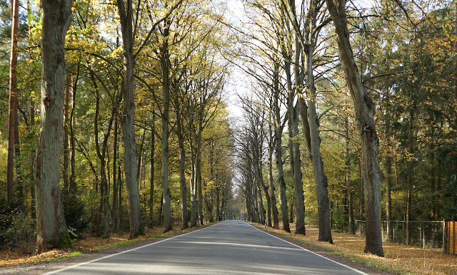 Herbstliche Linden sind Allee des Monats November 2020