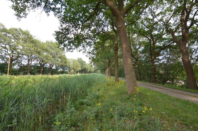 Stiel-Eichen am Coevorden-Piccardie-Kanal sind Allee des Monats September 2019