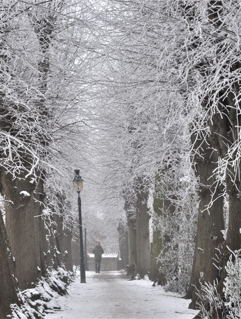 Allee auf dem Süderwall in Otterndorf ist Allee des Monats Dezember 2019