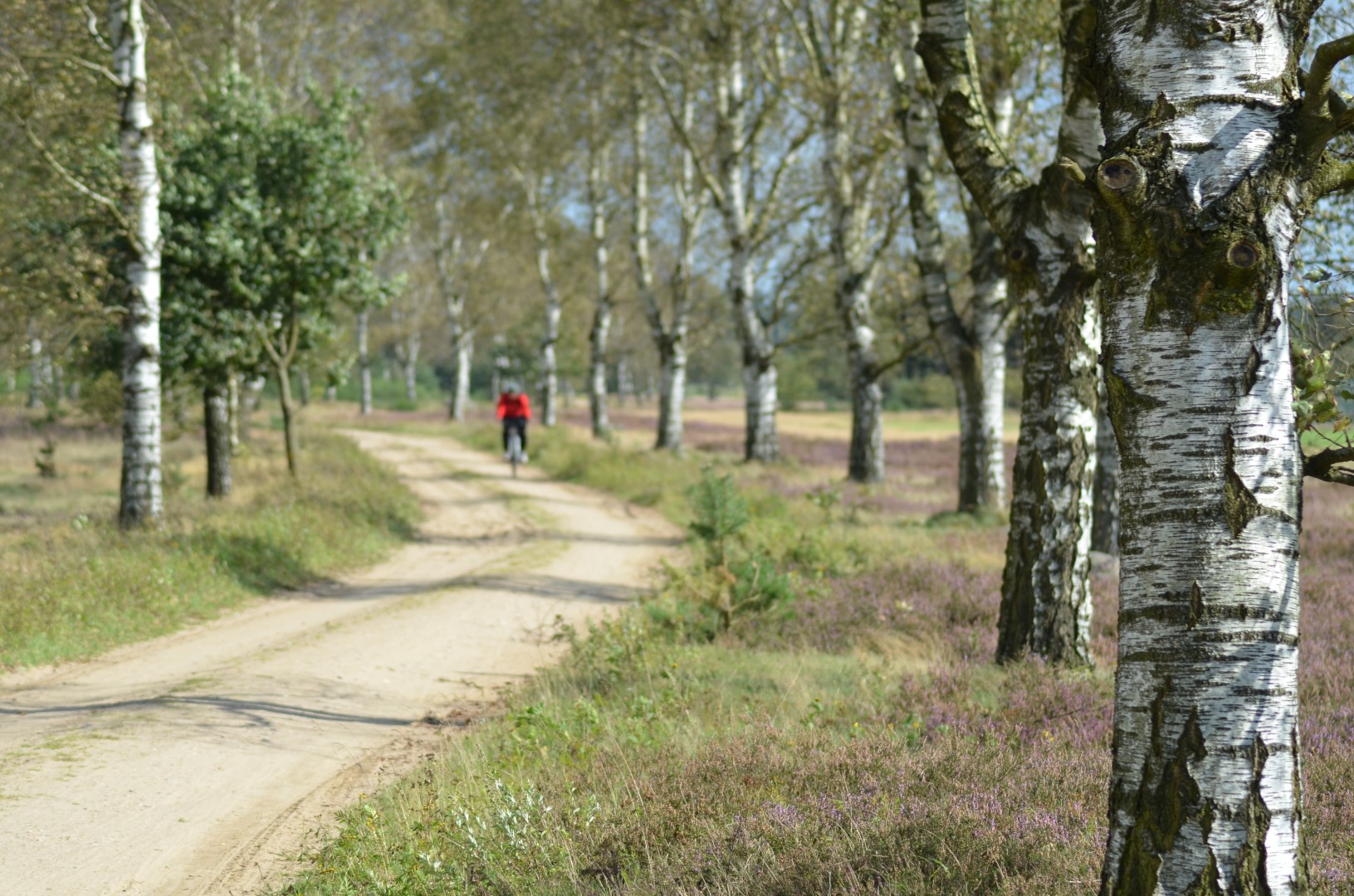 Die Allee des Monats September 2018 verläuft durch die Lüneburger Heide!