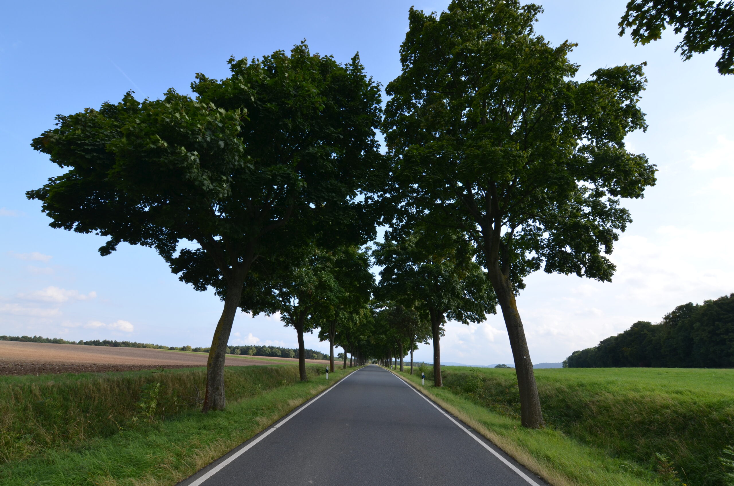 Die Allee des Monats Oktober 2018 findet sich im Harzvorland