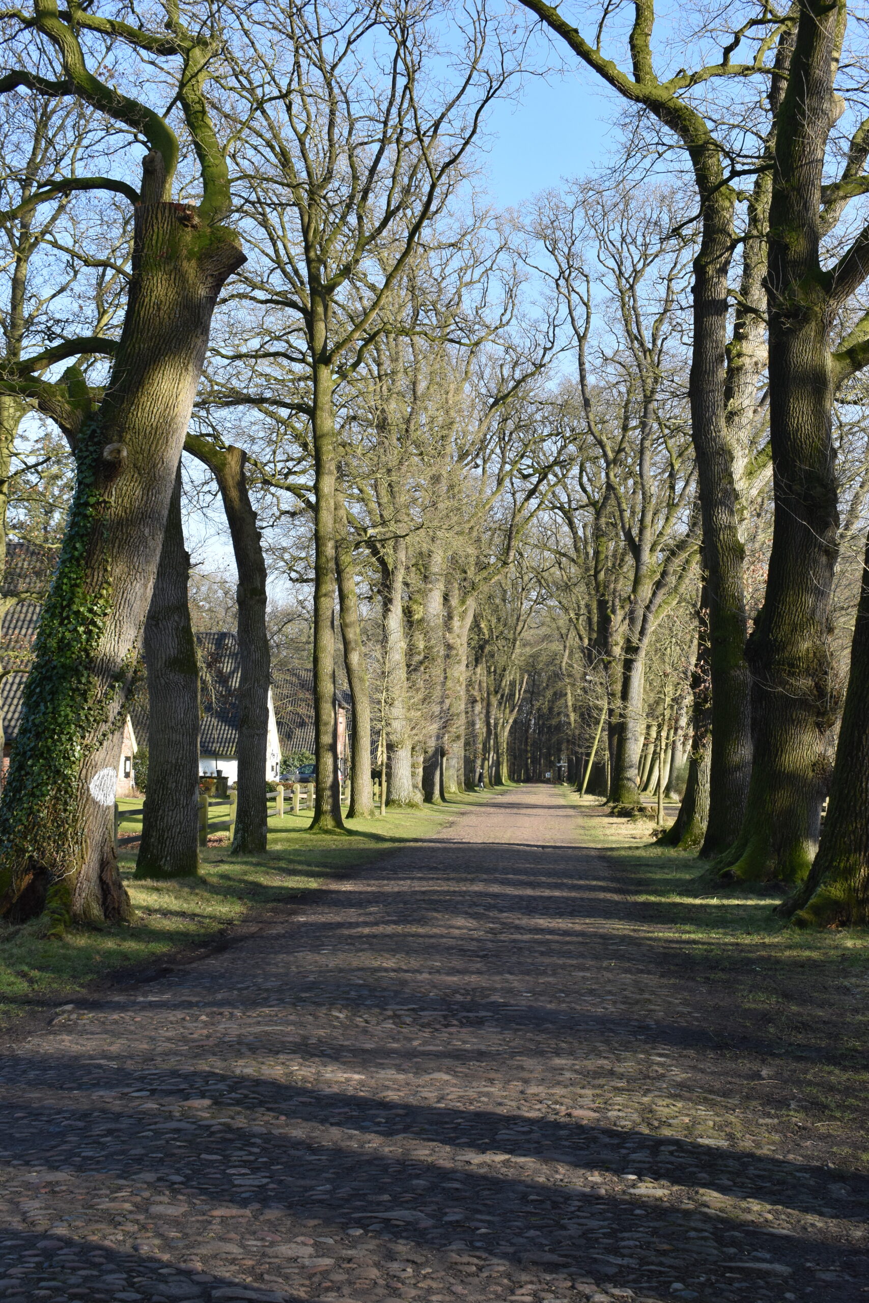 Allee des Monats März 2025: Eichen zwischen Naturschutz und Verkehrssicherheit