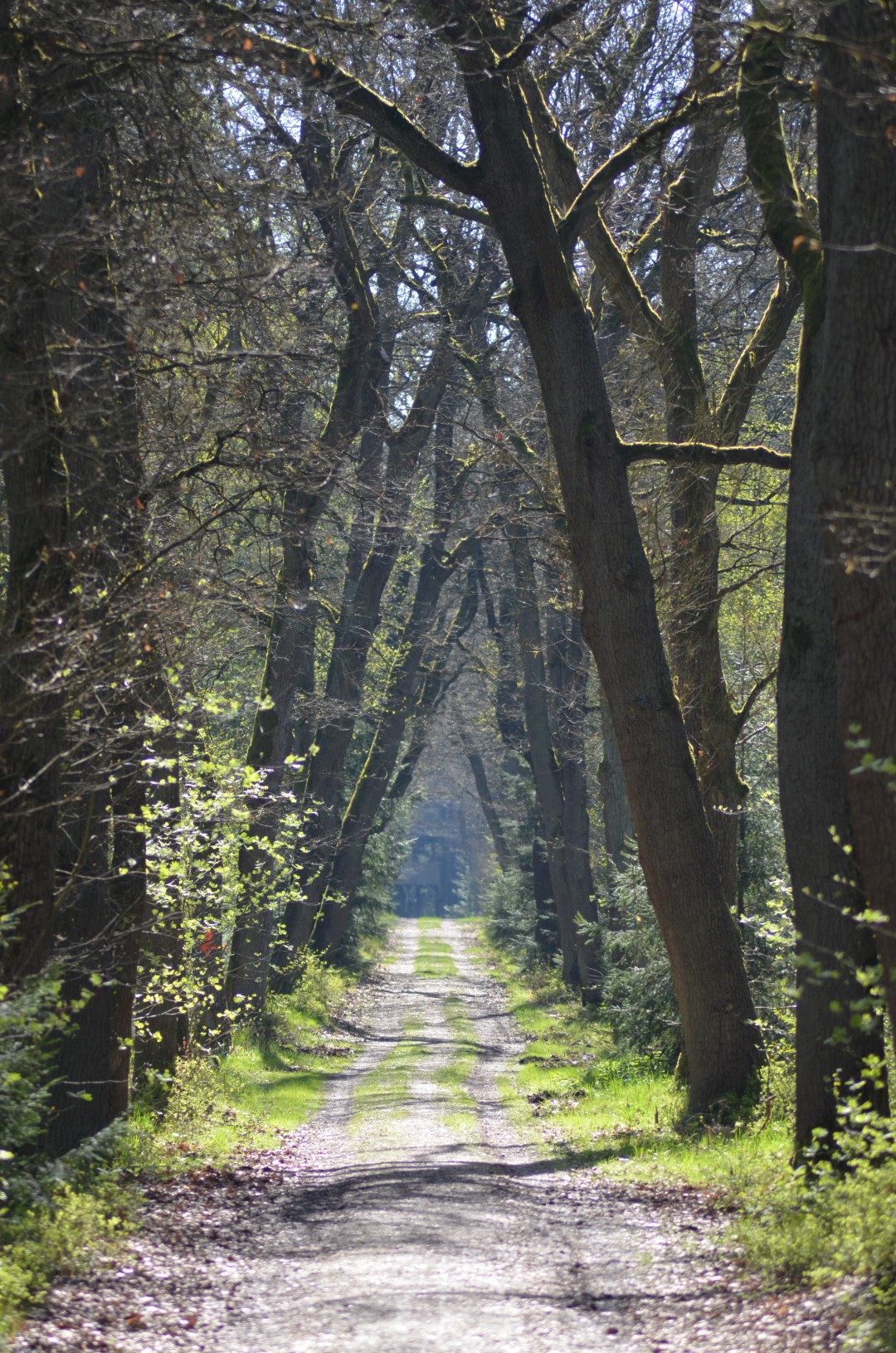 Die Allee des Monats April 2017 ist die Eichenallee im Naturschutzgebiet Bornbruchsmoor