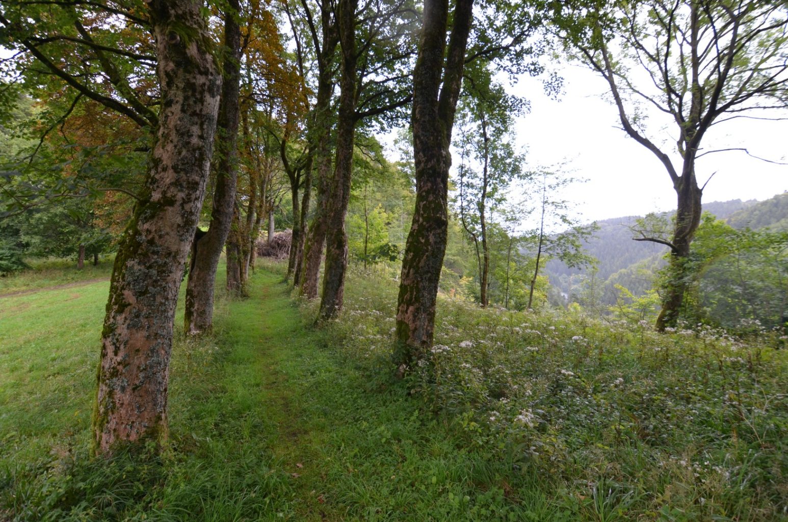 Die Berg-Ahorn-Allee südlich von Sankt Andreasberg ist die Allee des Monats Oktober 2017