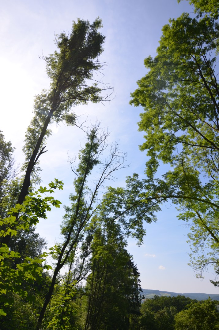 Die Eschen-Allee im Heppenser Groden in Wilhelmshaven ist die Allee des Monats September 2017