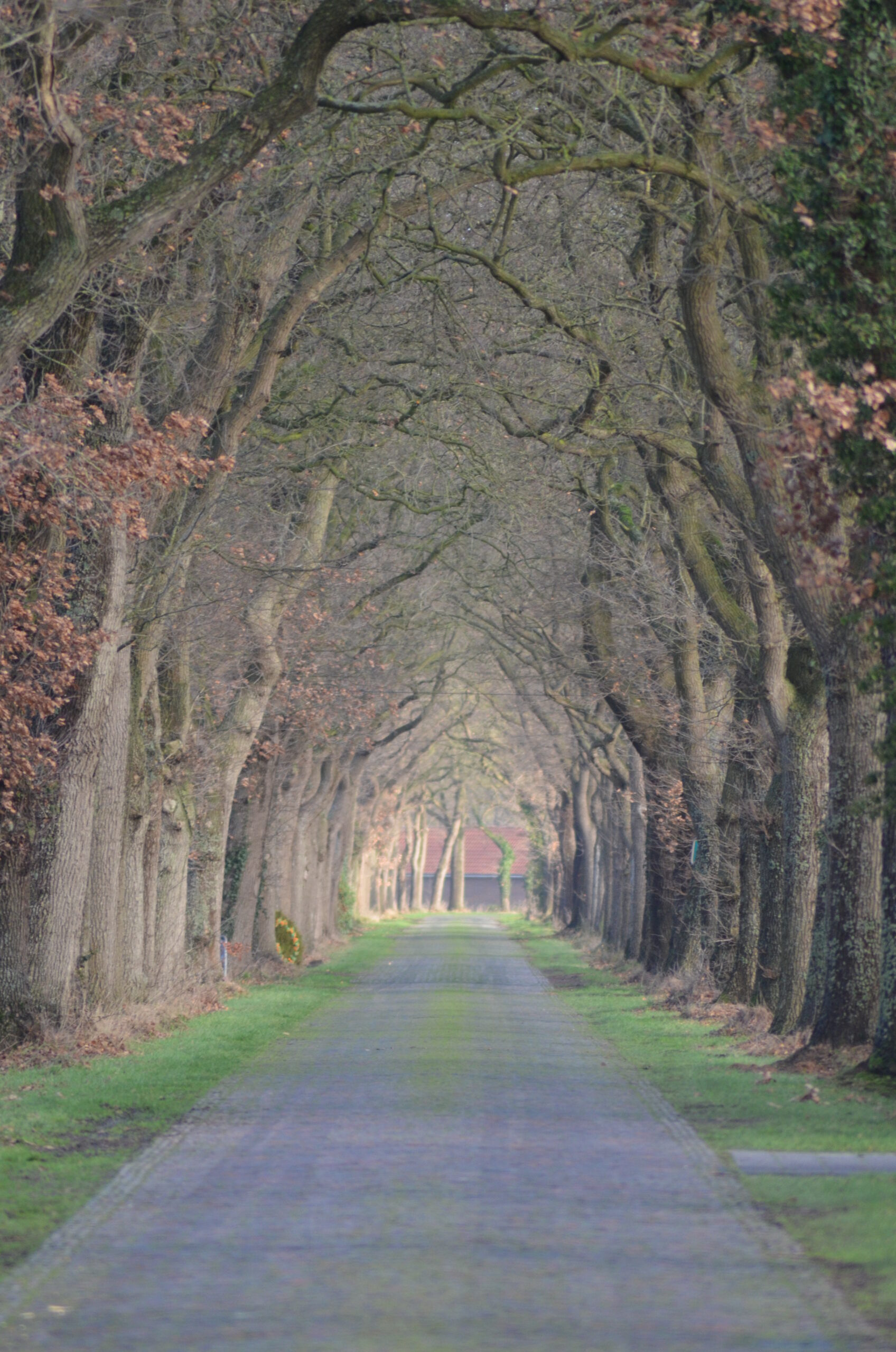Alte Eichen zwischen Felde und Eggeloge sind Allee der Monate Dezember 2018 und Januar 2019