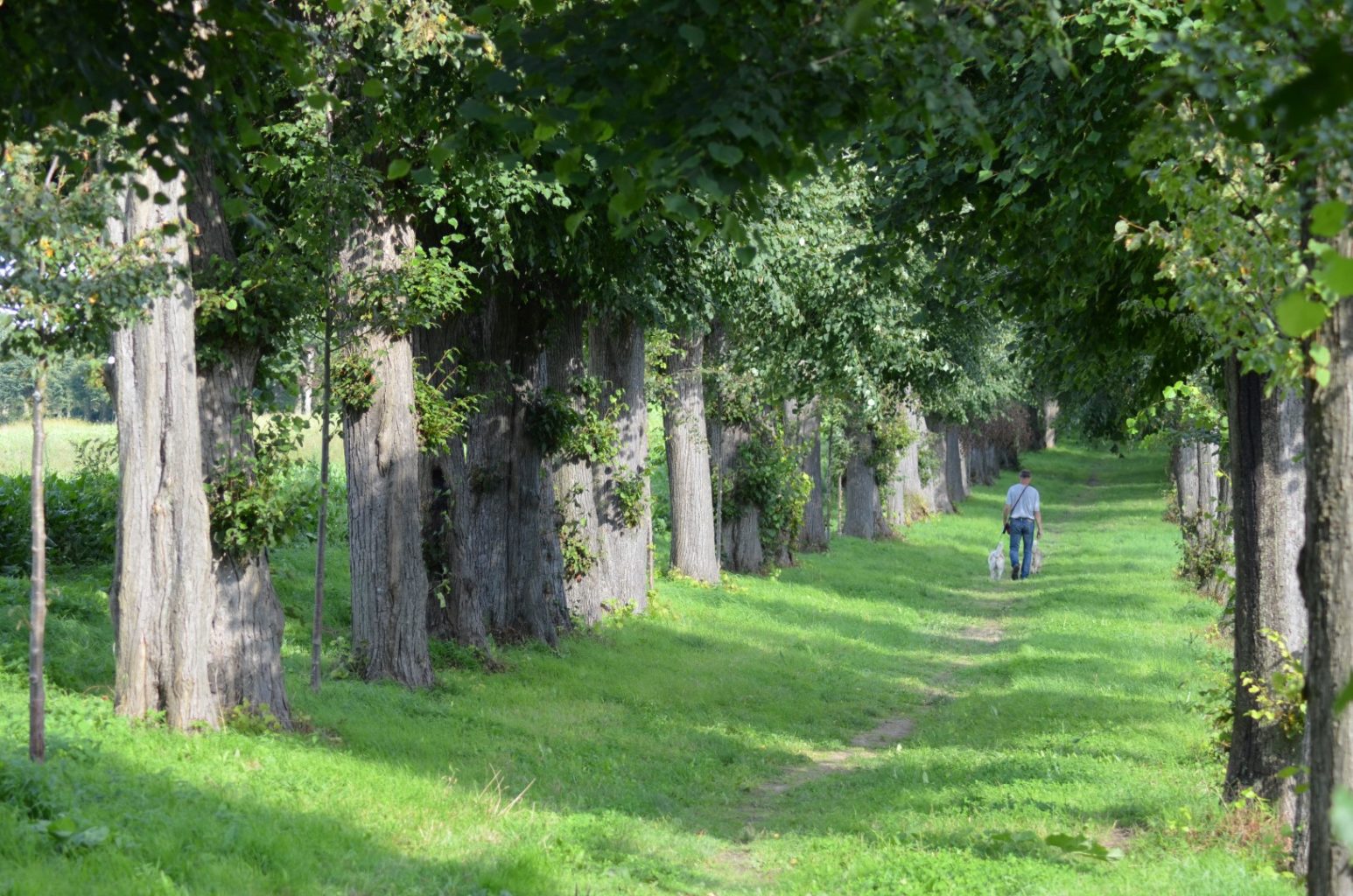 Die Heinder Allee ist die Allee des Monats August 2017
