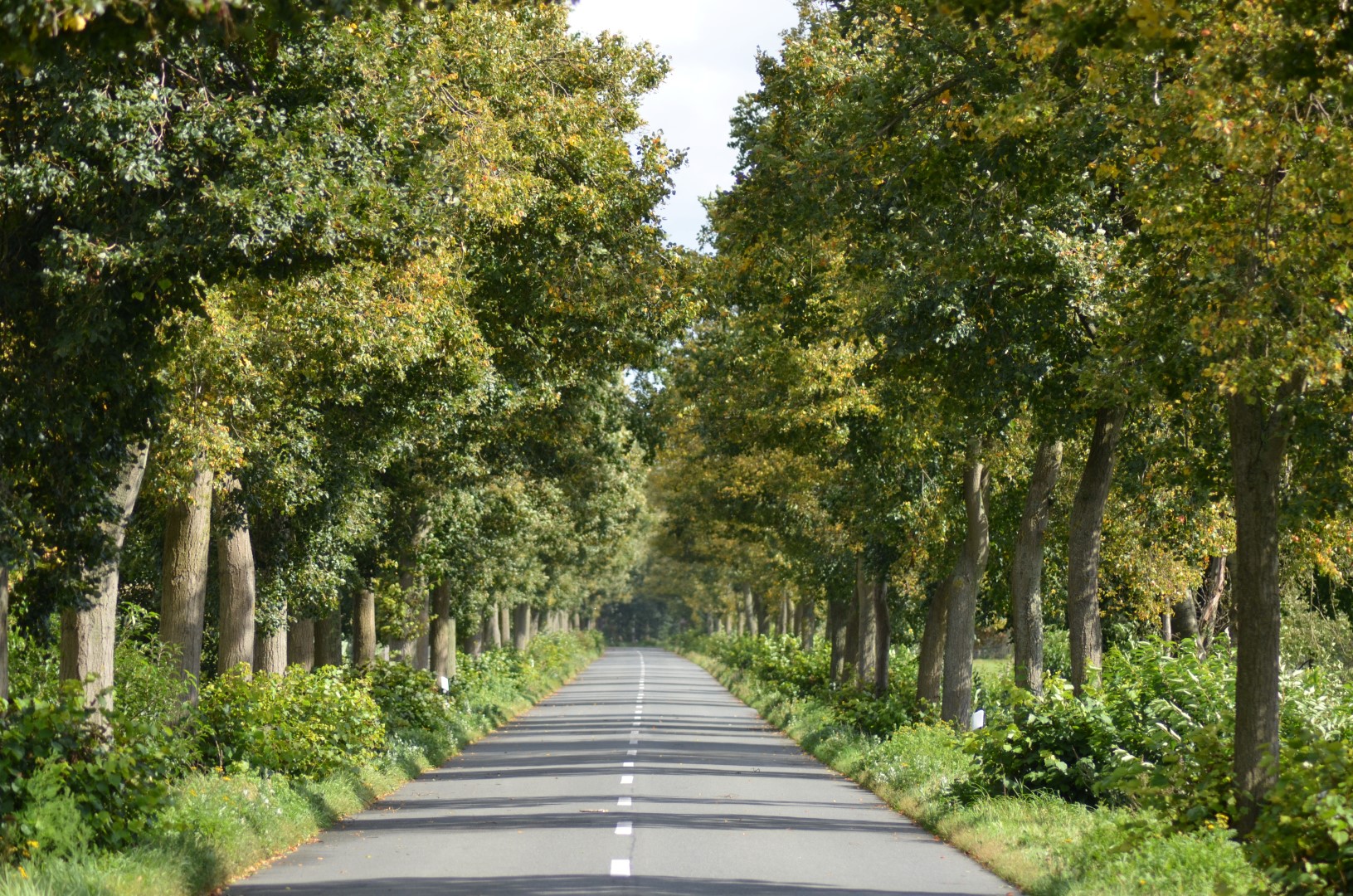 Die Allee des Monats Juli 2018 verläuft von Lichtenmoor nach Lichtenhorst!