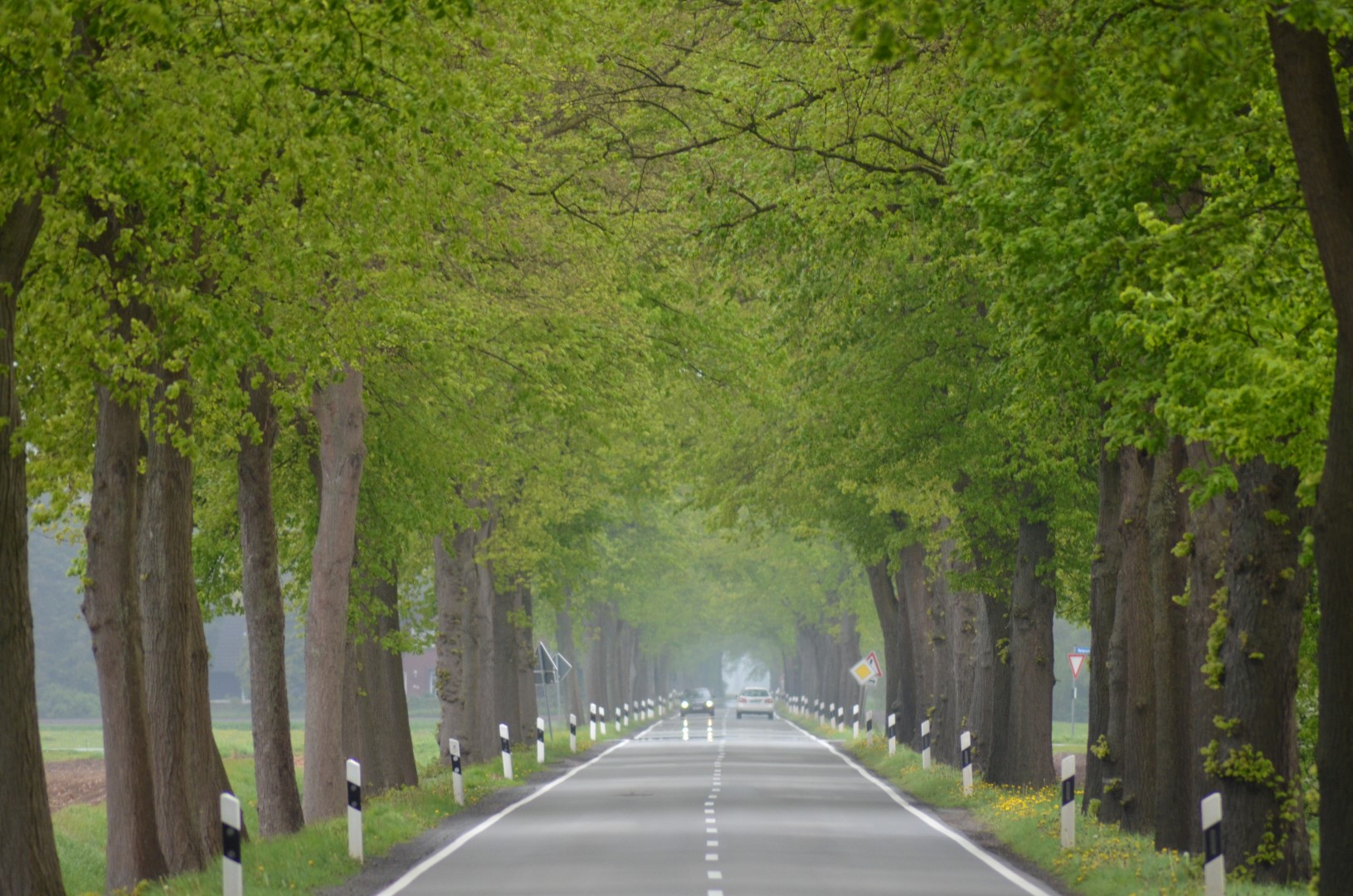 Die Allee des Monats Juni 2018 zieht sich von Wagenfeld Richtung Lembruch!