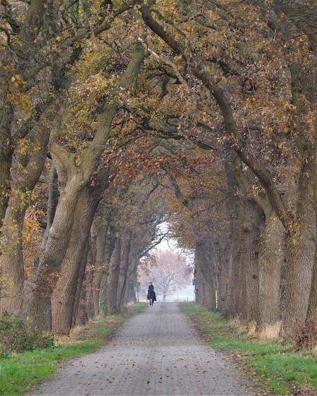 Allee des Monats November 2016
