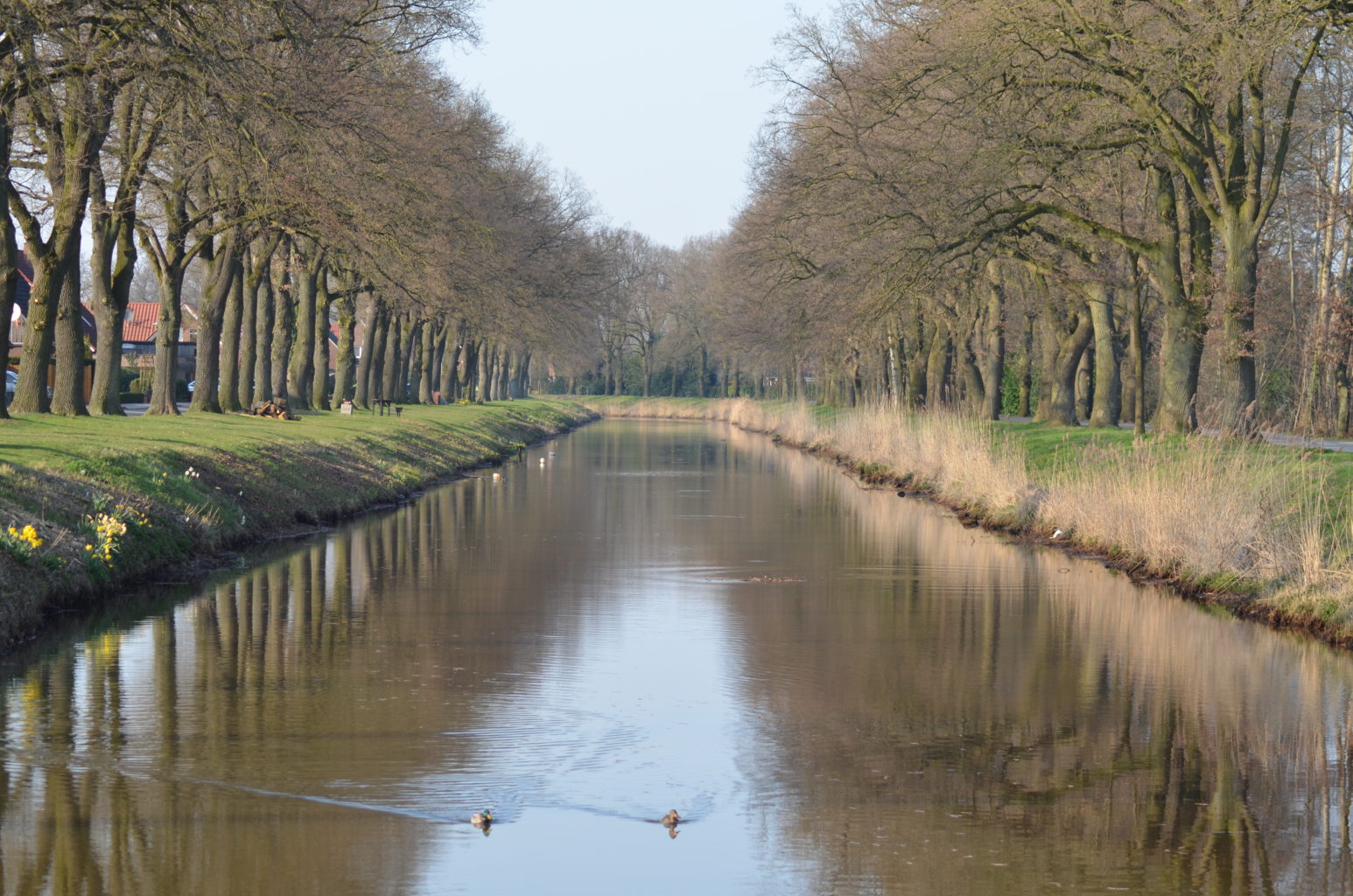 Allee des Monats März 2017 ist die Eichen-Allee am Süd-Nord-Kanal bei Georgsdorf