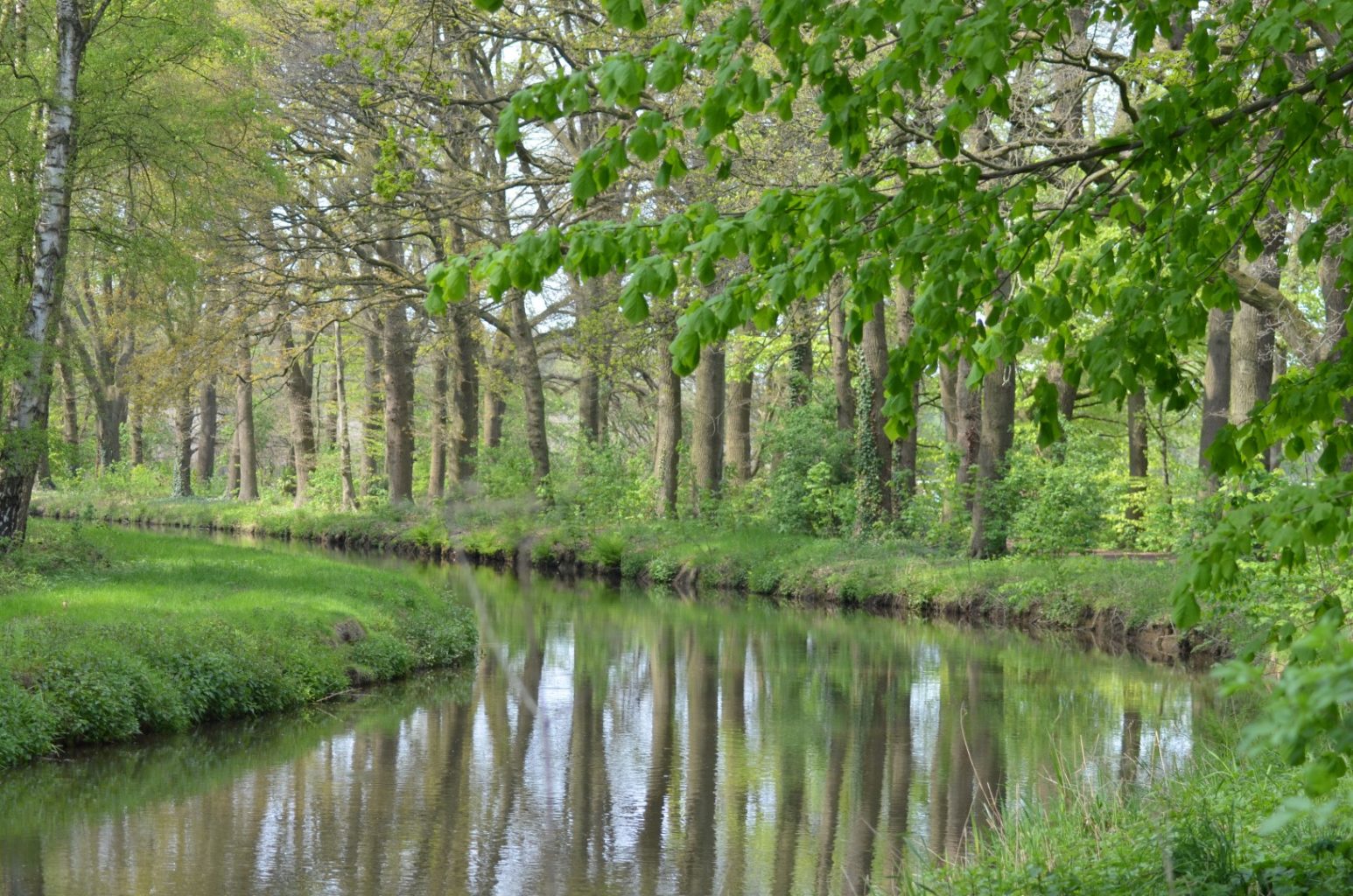 Die Von-Steuben-Allee in Quakenbrück ist unsere Allee des Monats Mai 2017