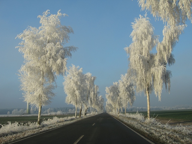Winterliche Birken sind Allee des Monats im Januar/Februar 2020