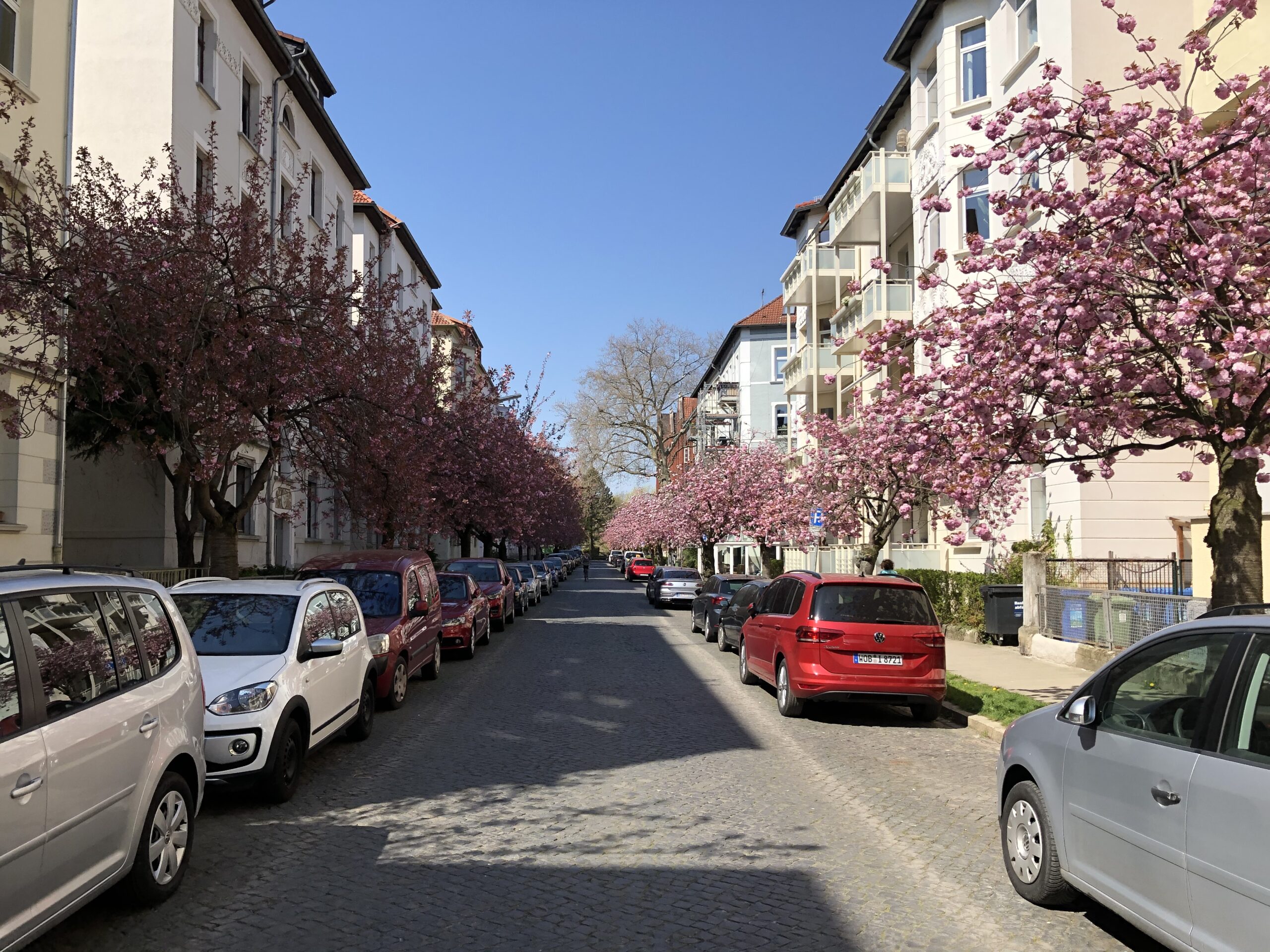 Allee des Monats April 2025: Vergängliche Kirschblüte