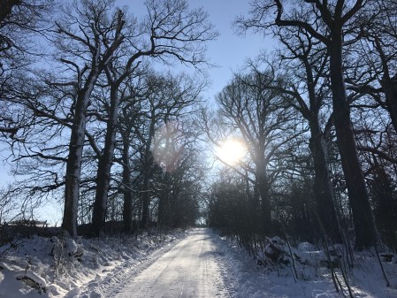 Die Allee des Monats Januar/Februar 2017 ist die historische Eichenallee in Neuhaus/Solling